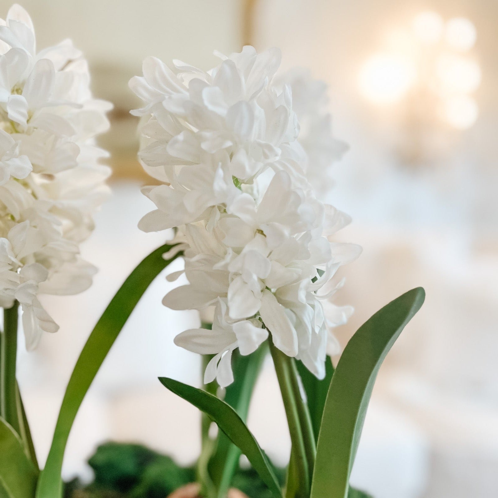 Hyacinths - Ivory Lane Home